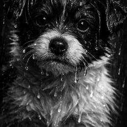 Papillon Puppies from Wendy’s Wings