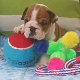 Bulldog and Collie Puppies from Lakewinds Collies & Bulldogs