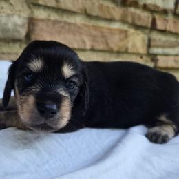 Maui - Black and cream female Dachshund puppy in Eldon, Missouri from Pure Joy Dachshunds