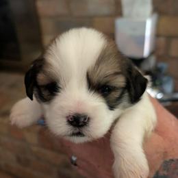 Rebel - Parti male Lhasa Apso puppy in Fort Worth, Texas from Cynthia's Lhasa Apsos