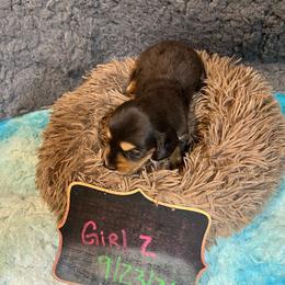 Mary Ann Girl 2 - Dapple female Dachshund puppy in Bigfork, Minnesota from Dachshunds Up North