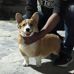 Max - Pembroke Welsh Corgi