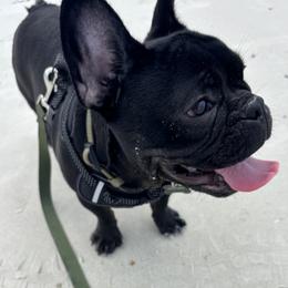 Hondo - French Bulldog