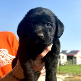 Grace (Purple Collar) - Black female Dilute Retriever puppy in Baldwin City, Kansas from Hedge Lane Labradors