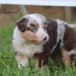 Rascal - Red merle male Australian Shepherd puppy in Ceres, California from Knight's Aussies