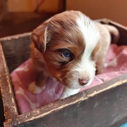 Boy 3 - Red merle male Miniature Australian Shepherd puppy in Fife Lake, Michigan from HaVen Homestead Miniature Australian Shepherds