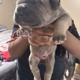 Cane Corso Puppies from AK&J Kentucky Corsos