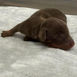 Maple - Chocolate and tan female Dachshund puppy in Live Oak, Florida from Johnson’s Weiner Farm