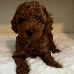 Bentley - Red  male Poodle puppy in Nixa, Missouri from Foxtrot Farm Poodles