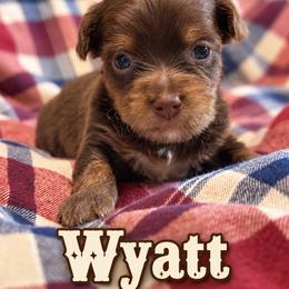 Wyatt - Chocolate, tan and white male Yorkshire Terrier puppy in Goode, Virginia from Glass Hill Yorkies