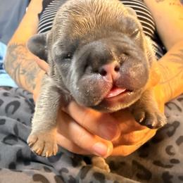 Girl 3 - Blue fawn female French Bulldog puppy in Spanaway, Washington from Frog Faced Frenchies