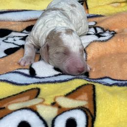 Bentley - Parti male Labradoodle puppy in Ellenwood, Georgia from Four Paws Down
