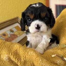 Cadbury - Tri-color male Cavalier King Charles Spaniel puppy in Kidder, South Dakota from Continental Cavaliers