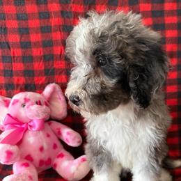 Bella - Merle female Bernedoodle puppy in Battle Creek, Michigan from T-Rose’s Bernedoodle & Pomsky Puppies