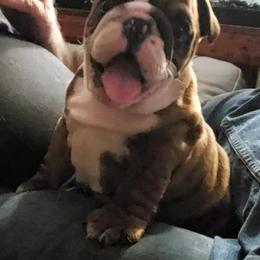 Bulldog and Shetland Sheepdog Puppies from Smooch-A-Bulls English Bulldogs & M&M Shelties