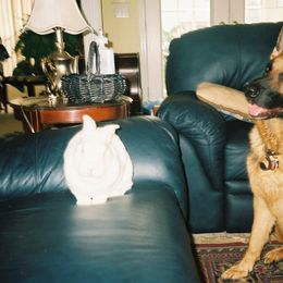 "Rommel with Harvey the rabbit. 2010" German Shepherd Puppies from Schonwasser Shepherds