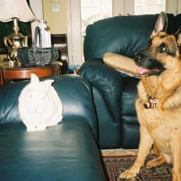 "Rommel with Harvey the rabbit. 2010" German Shepherd Puppies from Schonwasser Shepherds
