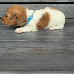 Bullseye - Piebald male Dachshund puppy in South Willard, Utah from Doxies in the Sun
