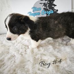 Boy 4 - Black and white male Cardigan Welsh Corgi puppy in Natchitoches. La, Louisiana from Bleu Bayou Corgis