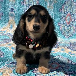 Trinket - Black and cream female Dachshund puppy in Lincoln, Arkansas from Red Dirt Dachshunds