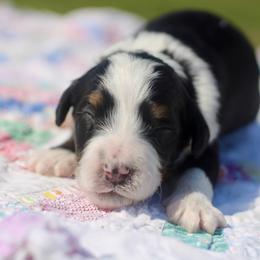 Felix - Tri-color male Bernedoodle puppy in Lowry City, Missouri from Cooper Creek Puppies