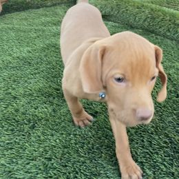 Vizsla Puppies from Waterfall Ranch Hungarian Vizslas