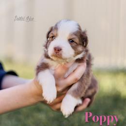 Poppy - Red tri-color female Miniature American Shepherd puppy in Herriman, Utah from Painted Blue Aussies