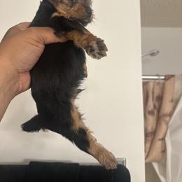 Yorkshire Terrier Puppies from PUPS “ R” US