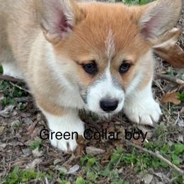 Green Collar male - Red male Pembroke Welsh Corgi puppy in Fredericksburg, Texas from Hill Country Corgis
