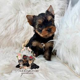 Mason - Black and tan male Yorkshire Terrier puppy in Statesboro, Georgia from Harrington Yorkies
