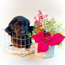 Eleven - Black female Labrador Retriever puppy in Isle, Minnesota from Dog Ear Outfitters