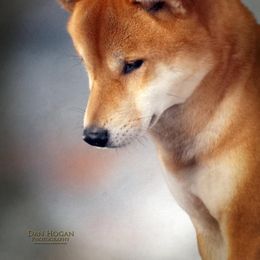 Shiba Inu from AAA Little City Shibas