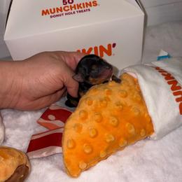 Benedict - Black and tan male Yorkshire Terrier puppy in Illinois from Pretty Little Yorkies