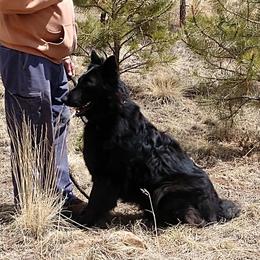 Judah - Black male German Shepherd puppy in Lake George, Colorado from High Country German Shepherds