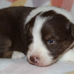 Ruffles - Red tri-color male Australian Shepherd puppy in Laurel, Mississippi from Reeves Australian Shepherds