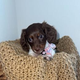 Stella May - Chocolate and tan female Dachshund puppy in North Fort Myers, Florida from Trust Fund Devil Kennel