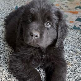Jolly - Black male Newfoundland puppy in Saukville, Wisconsin from Crossroads Canines ~ Newfoundland Dogs