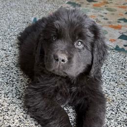 Jolly - Black male Newfoundland puppy in Saukville, Wisconsin from Crossroads Canines ~ Newfoundland Dogs