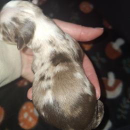 Red hq Merle Female - Red merle female Australian Shepherd puppy in Sioux Falls, Sd Area, South Dakota from Diamond Aussies N the Rough