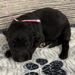 Hami light pink - Black female German Shepherd puppy in Herrick, South Dakota from Dakota Shepherds Kennels