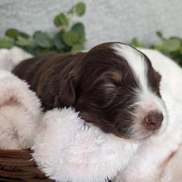 Reesie - Red tri-color female Australian Shepherd puppy in Summerville, South Carolina from Flowertown Aussies