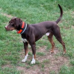 Dante - Catahoula Leopard Dog