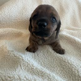 Fred - Brindle male Dachshund puppy in Jarrell, Texas from Blackfoot Dachshunds