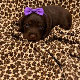 Purple Girl - Chocolate and tan female Dachshund puppy in Searcy, Arkansas from Short and Sassy Doxies
