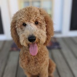 Goldendoodles from Ellie’s Doods