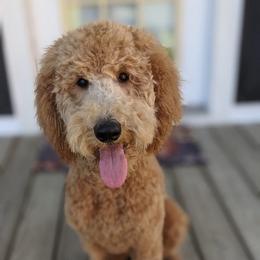 Goldendoodles from Ellie’s Doods