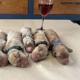 Goldendoodle Puppies from Mandi's Doodles