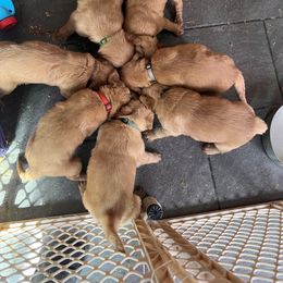 Golden Retriever Puppies from A1 Supreme Kennels
