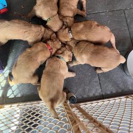 Golden Retriever Puppies from A1 Supreme Kennels