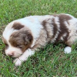 Maggie - Red merle female Australian Shepherd puppy in Mount Vernon, Texas from RJ's Aussie Posse